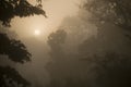 Misty sunrise in jungle forest in Nepal Royalty Free Stock Photo