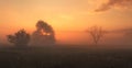 Misty sunrise on meadow