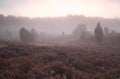 Misty sunrise over flowering heather hills Royalty Free Stock Photo