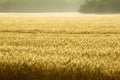 Misty Sunrise Over Golden Wheat Field in Central Kansas Royalty Free Stock Photo