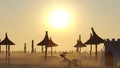 Misty sunrise over reed umbrellas