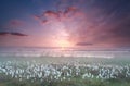 Misty sunrise over swamp with cottongrass