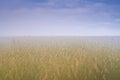 Misty sunrise over the wheatfield. Wheat growing in a misty field. Royalty Free Stock Photo