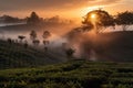 misty sunset over tea plantation, with mist rolling across the fields