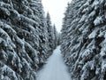 Misty Sunset on the Snowy Mountains aerial drone point of view Forests cross country paths in pine trees winter with Royalty Free Stock Photo