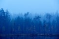 Misty taiga, blue ned of night in nature, Finland in Europe. Birch and pine tree near the forest lake. Landscape with detail of