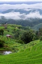 Misty in Terraced rice field. Pa Bong Piang Rice Terraces in Chiang Mai, Thailand. The atmosphere in the rice paddy fields in the Royalty Free Stock Photo