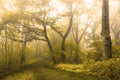 Misty trail in yellow trees forest Royalty Free Stock Photo