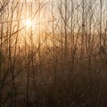Misty tree branches in bright sunlight Royalty Free Stock Photo