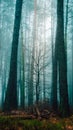 Misty tree in moody forest Royalty Free Stock Photo