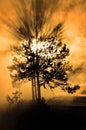 Misty Tree Sunlight Sun Beams Fog forest Tree Pine