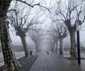 Misty tree tunnel spooky path