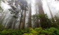 Misty trees at Redwood National Park