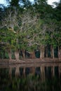 Misty trees in the swamp forest, Bian Lake, south Papua Royalty Free Stock Photo