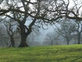 Misty Trees in Winter