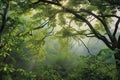 misty treetops with vibrant green leaves at dawn Royalty Free Stock Photo
