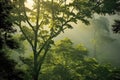 misty treetops with vibrant green leaves at dawn Royalty Free Stock Photo