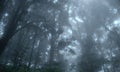 Misty tropical green rain forest, Ang Ka Nature Trail Royalty Free Stock Photo