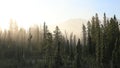 Misty tundra forest