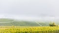 Misty valley with vineyard Villers-Marmery Royalty Free Stock Photo