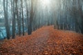 Misty winding alley in autumn park. Royalty Free Stock Photo