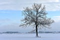 Single tree . Wintertime .