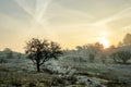 Misty winter dune landscape at sunrise Royalty Free Stock Photo