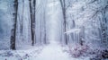 Misty winter forest pathway Royalty Free Stock Photo