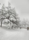 Misty Winter Landscape with Snow-Covered Pines& x22; Royalty Free Stock Photo
