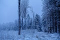 misty winter morning in the woods with a hunting tower