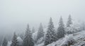Misty Winter Mountain Forest Scene with Snow Covered Trees Royalty Free Stock Photo