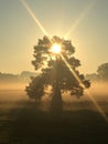 Misty winter sunrise with old tree (1) Royalty Free Stock Photo