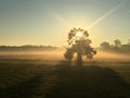 Misty winter sunrise with old tree (2) Royalty Free Stock Photo
