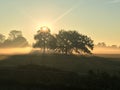 Misty winter sunrise with old trees (1) Royalty Free Stock Photo