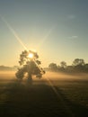 Misty winter sunrise with old trees (3) Royalty Free Stock Photo