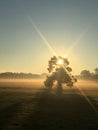 Misty winter sunrise with old trees (4) Royalty Free Stock Photo