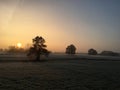 Misty winter sunrise with old trees and sheep. Royalty Free Stock Photo