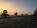 Misty winter sunrise with old trees and sheep (5) Royalty Free Stock Photo