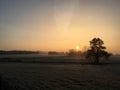 Misty winter sunrise with old trees and sheep (6) Royalty Free Stock Photo