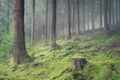 Misty woodland Cornwall england uk