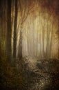 Misty woodland path