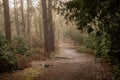 Misty woodland path lined with lush grass, creating an ethereal atmosphere. Royalty Free Stock Photo