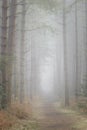 Misty Woodland Path Royalty Free Stock Photo