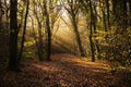 misty woodland path through the woods, callington, cornwall, uk Royalty Free Stock Photo