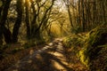 Misty woodland road through the woods, callington, cornwall, uk