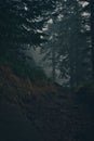 Misty woodland scene with a path through the trees in the fog Royalty Free Stock Photo