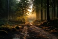 Misty woods bathed in dawn light, sunrise and sunset wallpaper