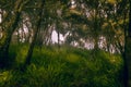 Misty Yellow Green Forest on Mountain Landscape