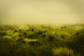 Misty Yellow Green Meadow Natural Landscape