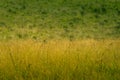 Misty Yellow Green Meadow Natural Landscape